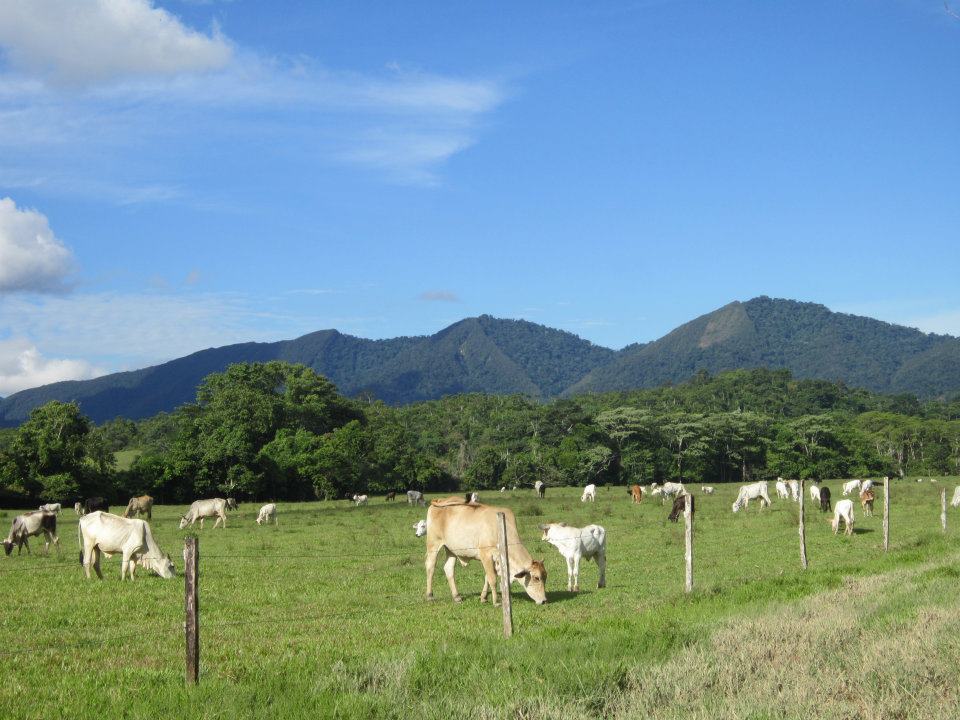 turismoenoxapampaganaderiapalcazu.jpg